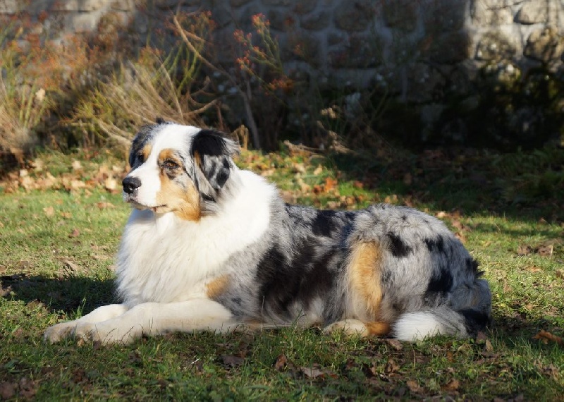 Gracious, dite géode Opal Aussie