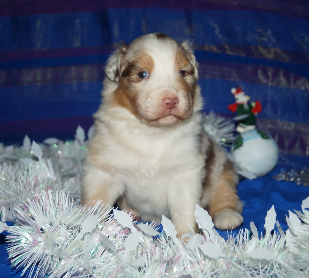 de la ferme de l'autre monde - Chiot disponible  - Berger Australien