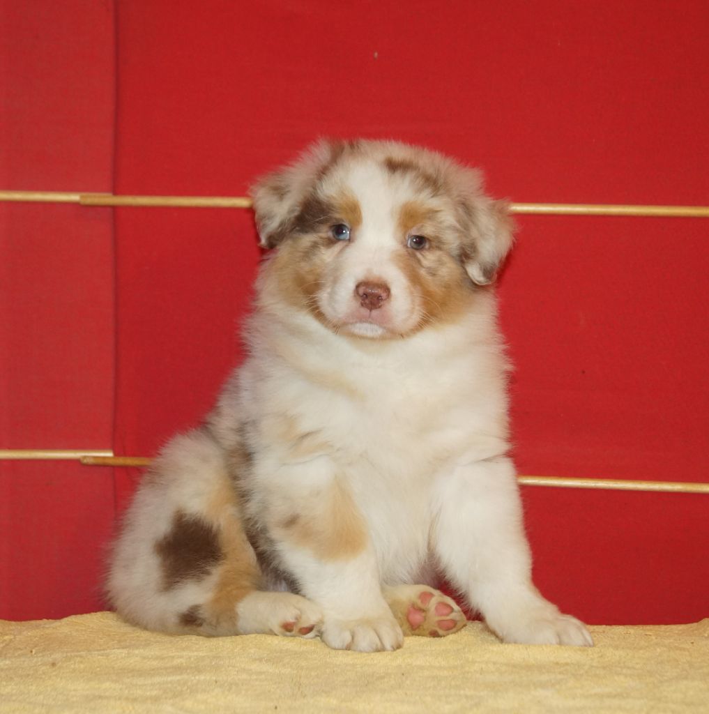 de la ferme de l'autre monde - Chiot disponible  - Berger Australien