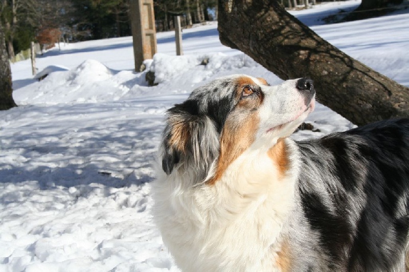 Gracious, dite géode Opal Aussie