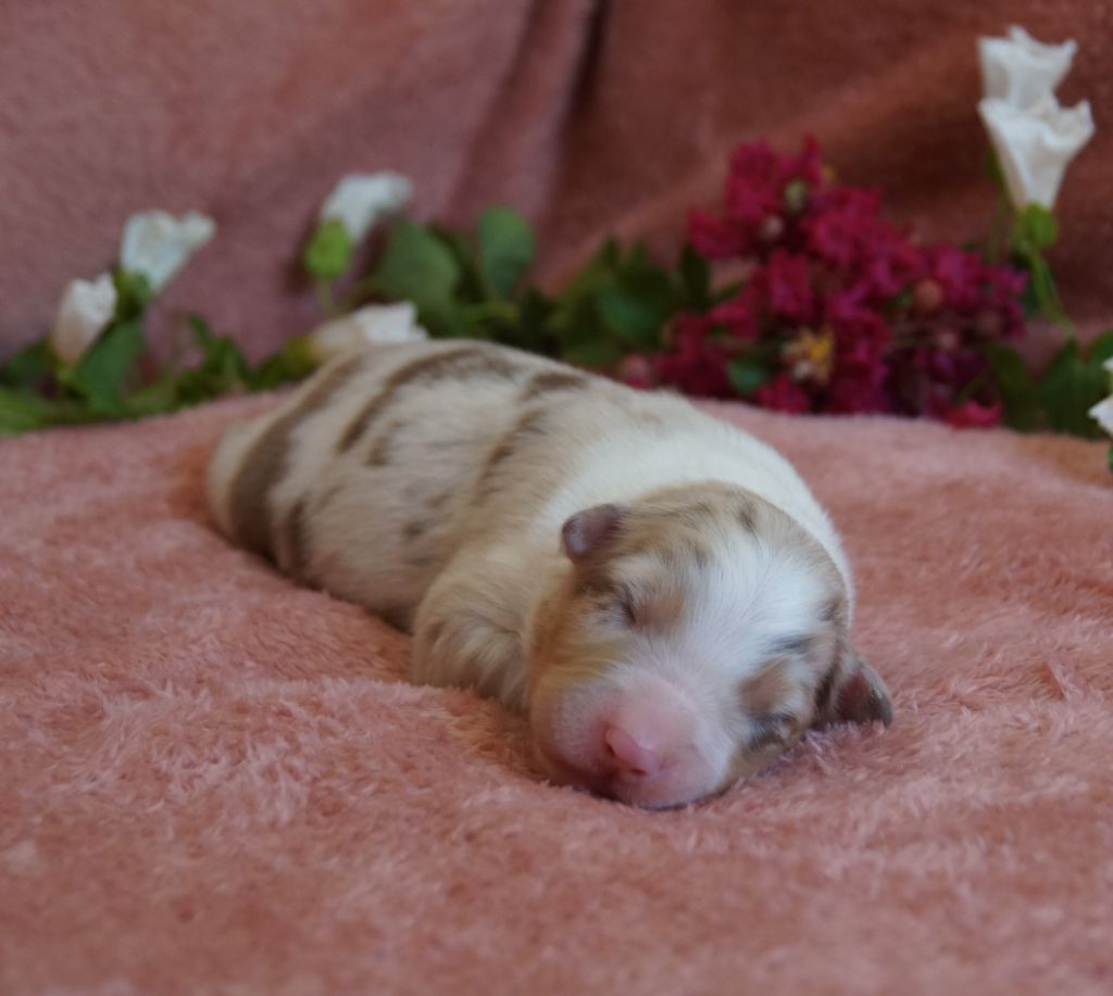 de la ferme de l'autre monde - Chiots disponibles - Berger Australien