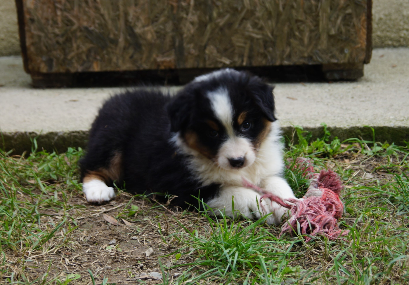 de la ferme de l'autre monde - Chiots disponibles - Berger Australien