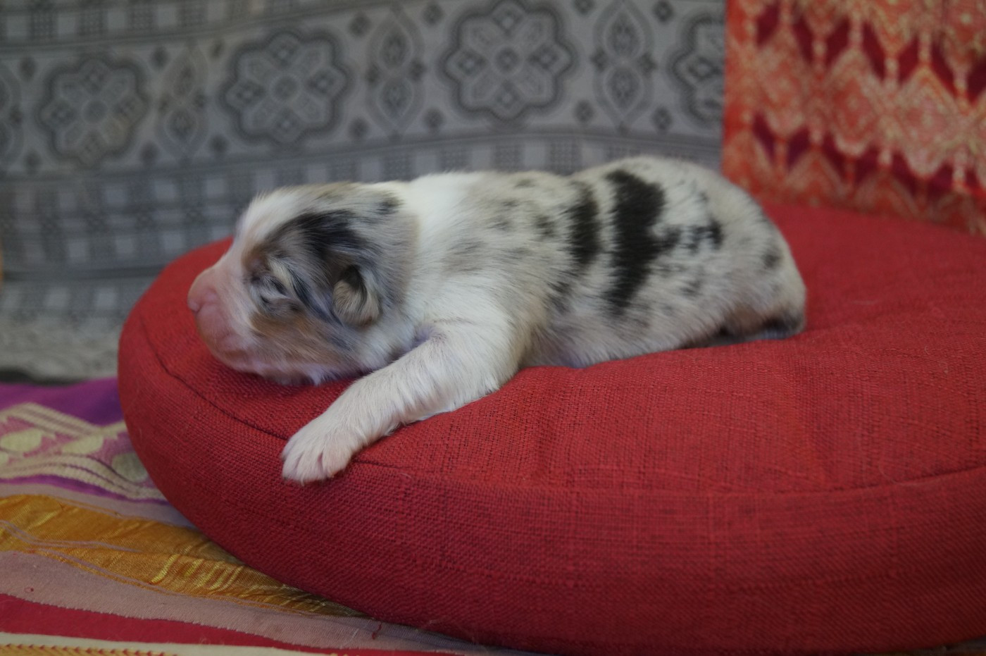 de la ferme de l'autre monde - Chiots disponibles - Berger Australien