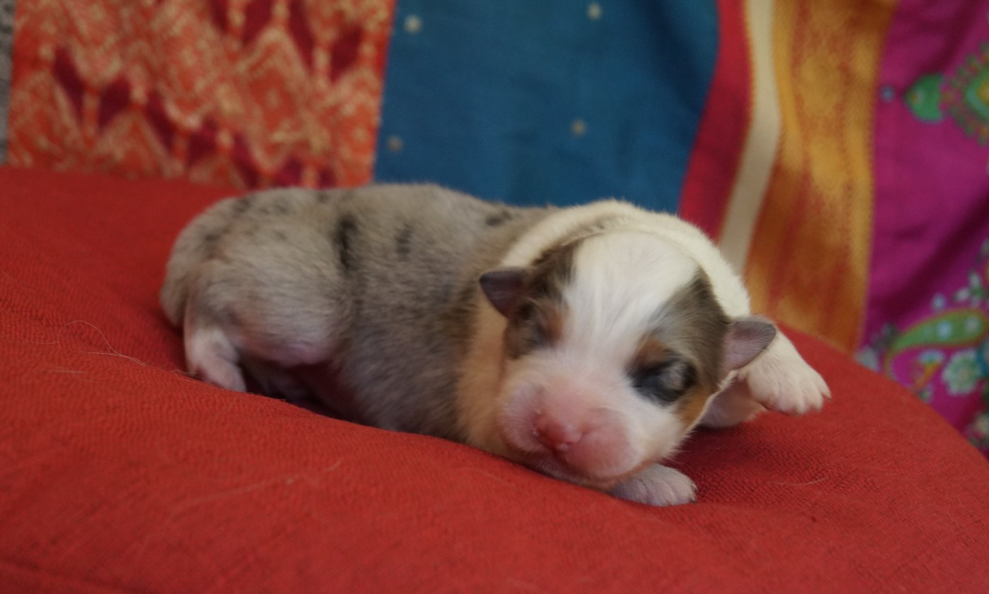 de la ferme de l'autre monde - Chiots disponibles - Berger Australien