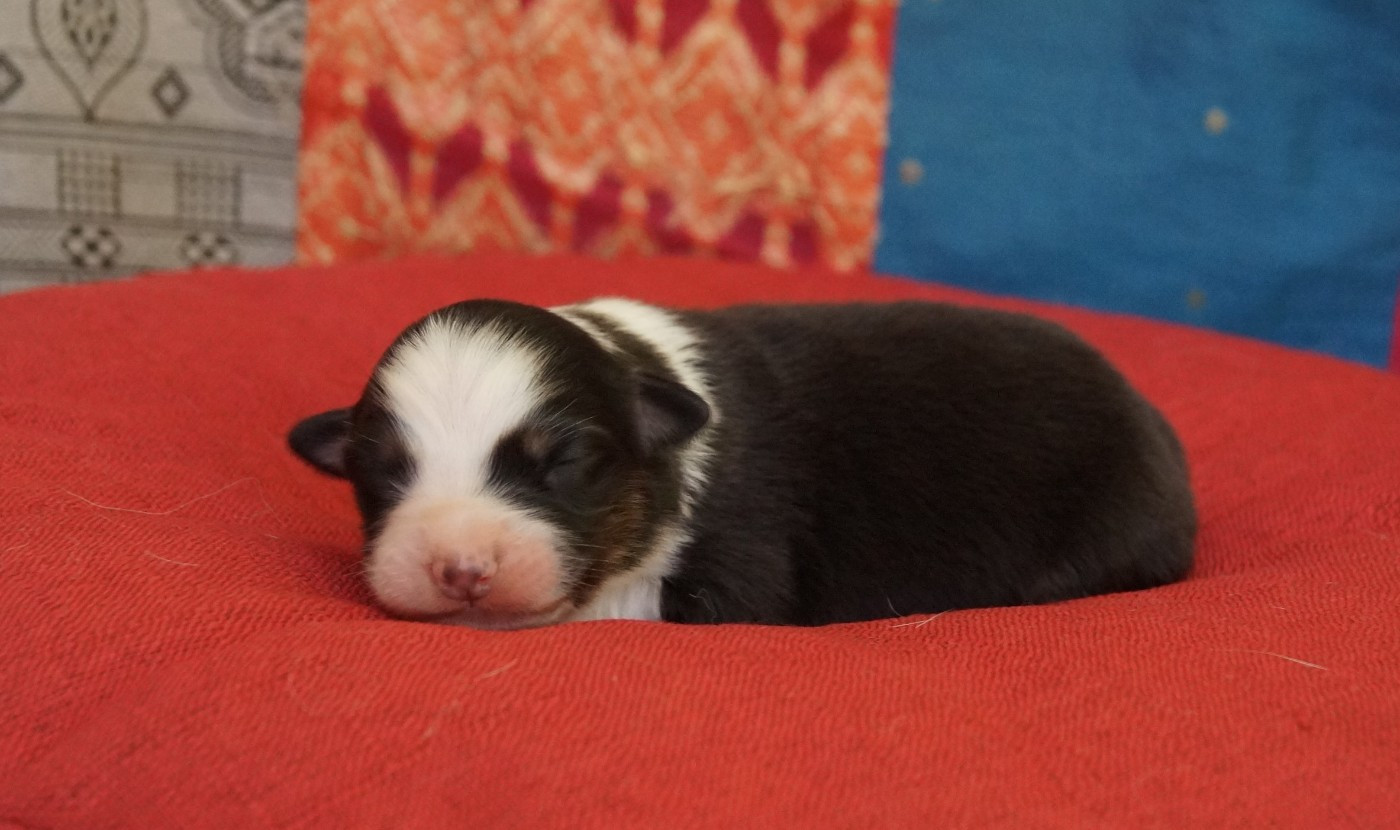de la ferme de l'autre monde - Chiots disponibles - Berger Australien