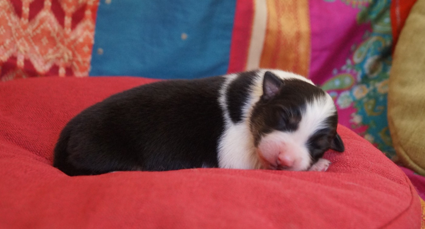 de la ferme de l'autre monde - Chiots disponibles - Berger Australien
