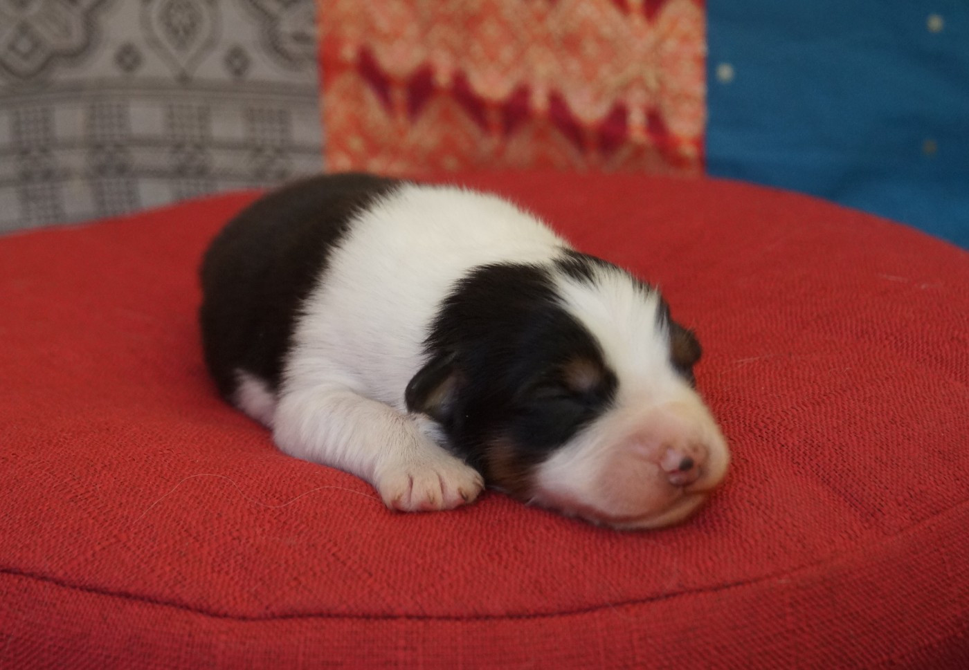 de la ferme de l'autre monde - Chiots disponibles - Berger Australien