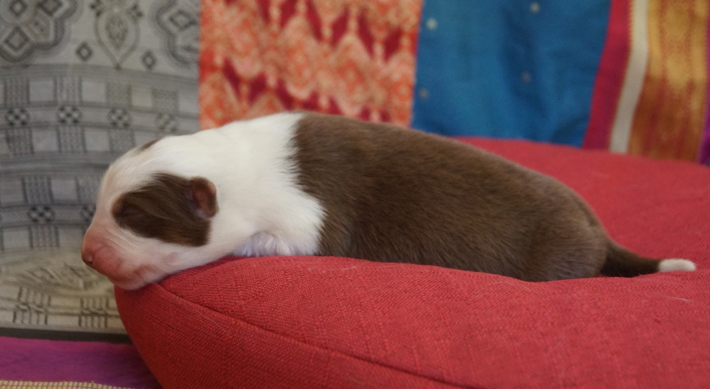 de la ferme de l'autre monde - Chiots disponibles - Berger Australien