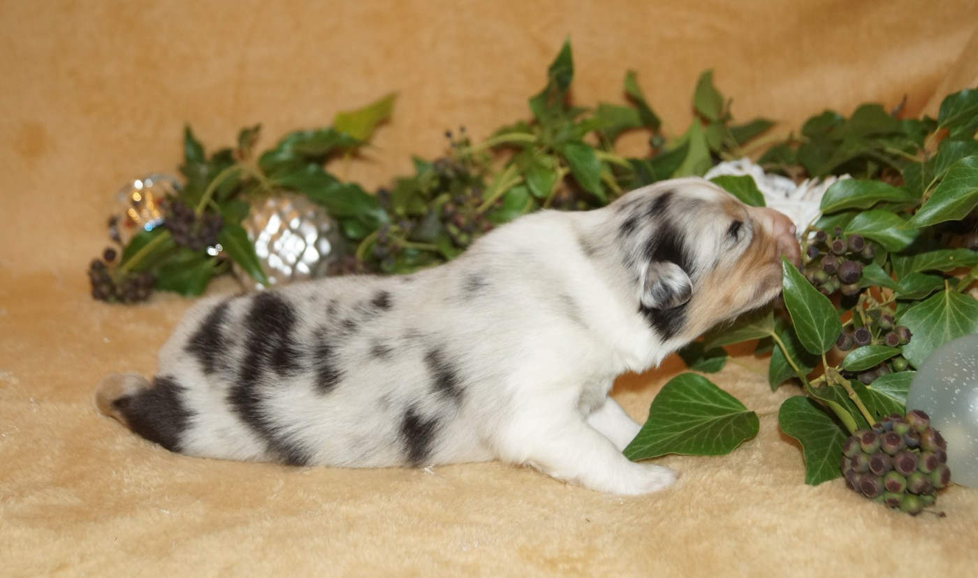 de la ferme de l'autre monde - Chiots disponibles - Berger Australien