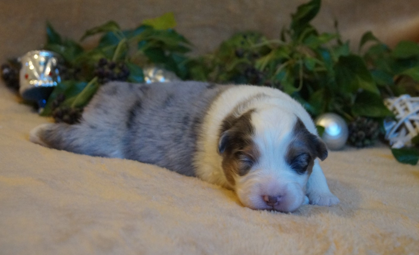 de la ferme de l'autre monde - Chiots disponibles - Berger Australien