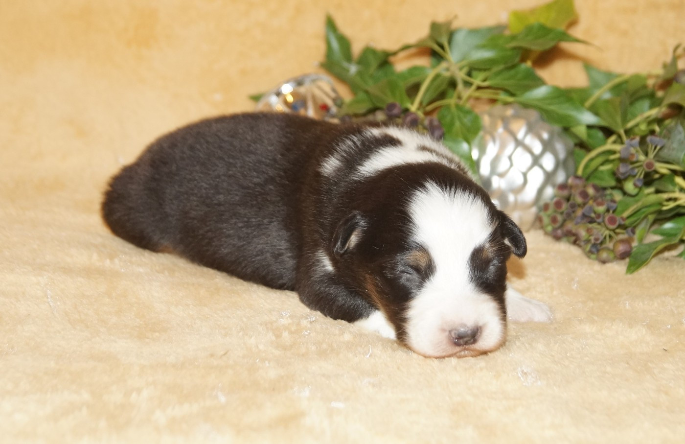 de la ferme de l'autre monde - Chiots disponibles - Berger Australien