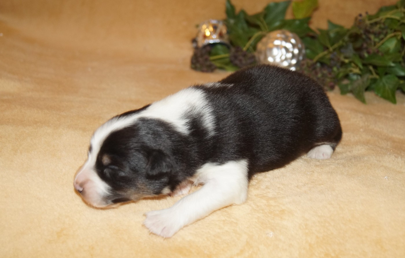 de la ferme de l'autre monde - Chiots disponibles - Berger Australien