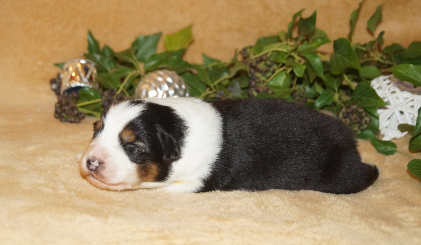 de la ferme de l'autre monde - Chiots disponibles - Berger Australien