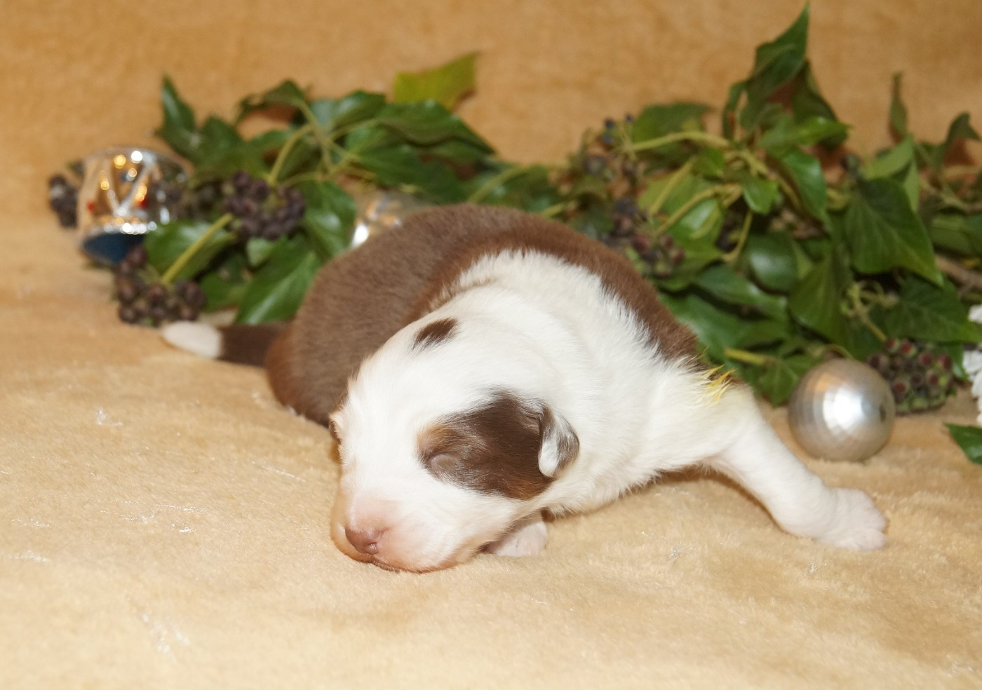 de la ferme de l'autre monde - Chiots disponibles - Berger Australien