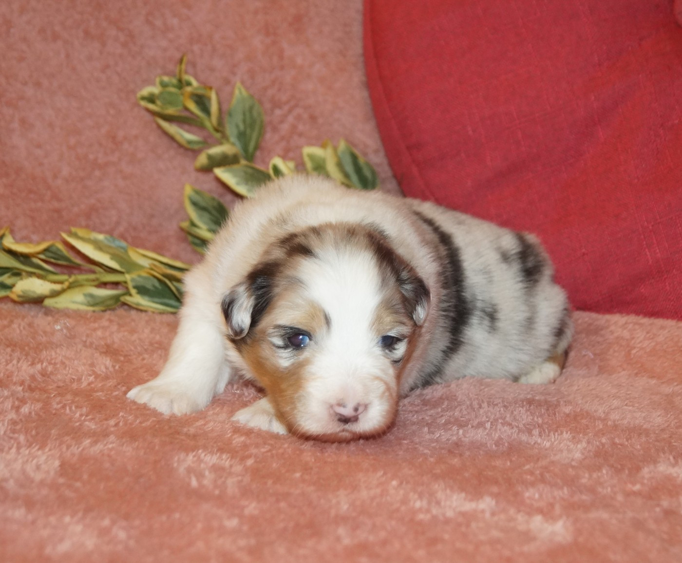 de la ferme de l'autre monde - Chiots disponibles - Berger Australien