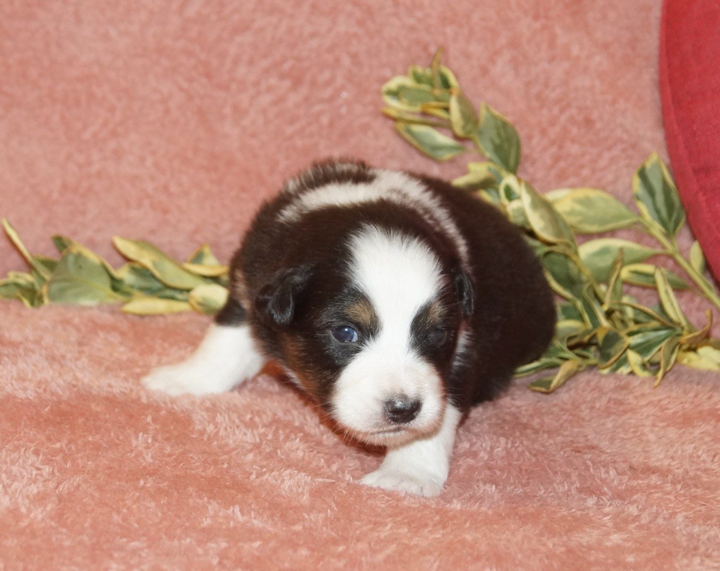 de la ferme de l'autre monde - Chiots disponibles - Berger Australien