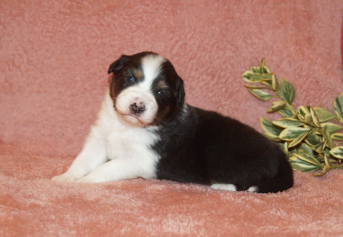 de la ferme de l'autre monde - Chiots disponibles - Berger Australien