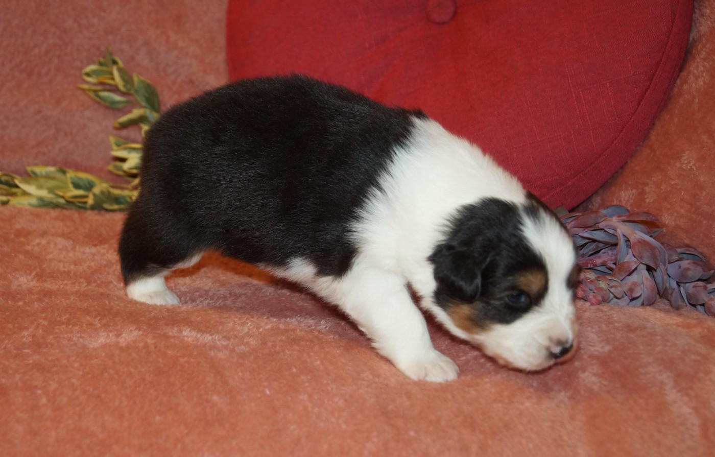 de la ferme de l'autre monde - Chiots disponibles - Berger Australien