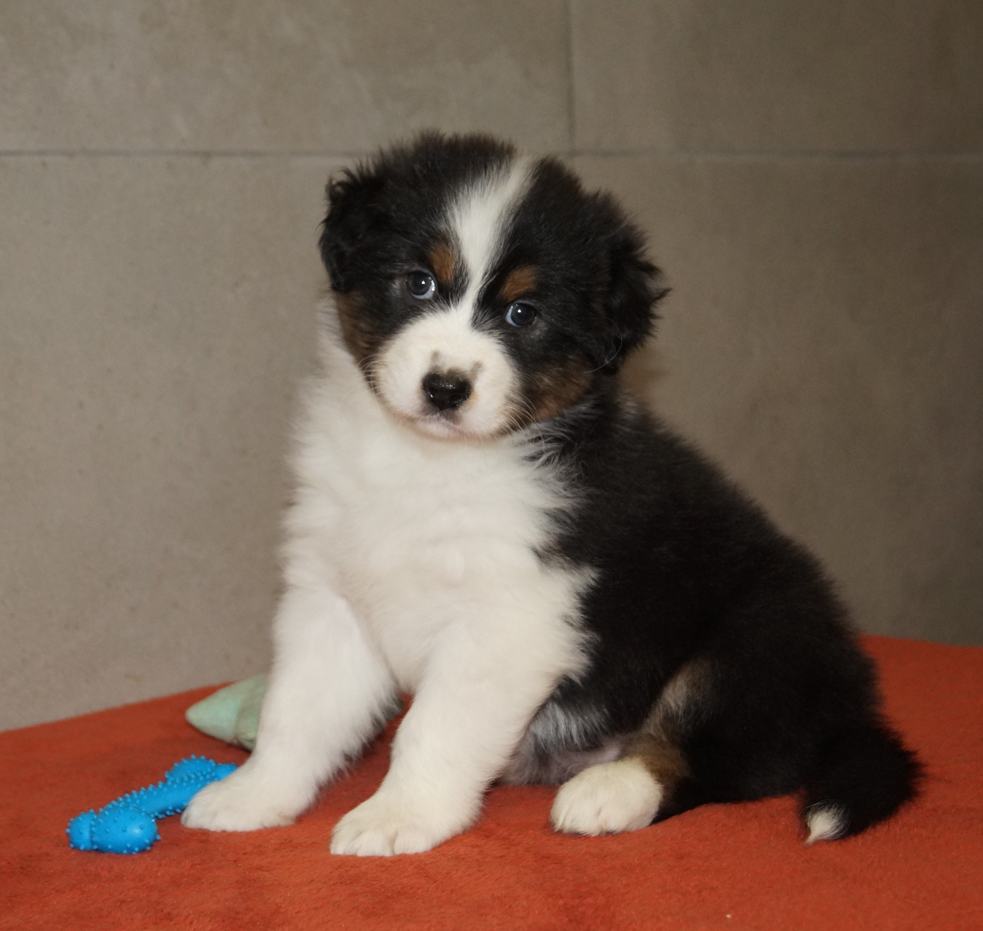 de la ferme de l'autre monde - Chiots disponibles - Berger Australien