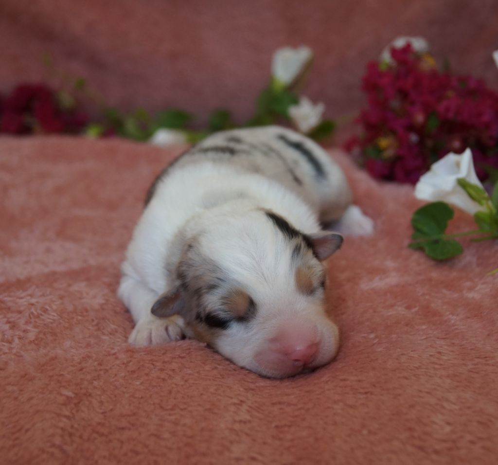 de la ferme de l'autre monde - Chiots disponibles - Berger Australien