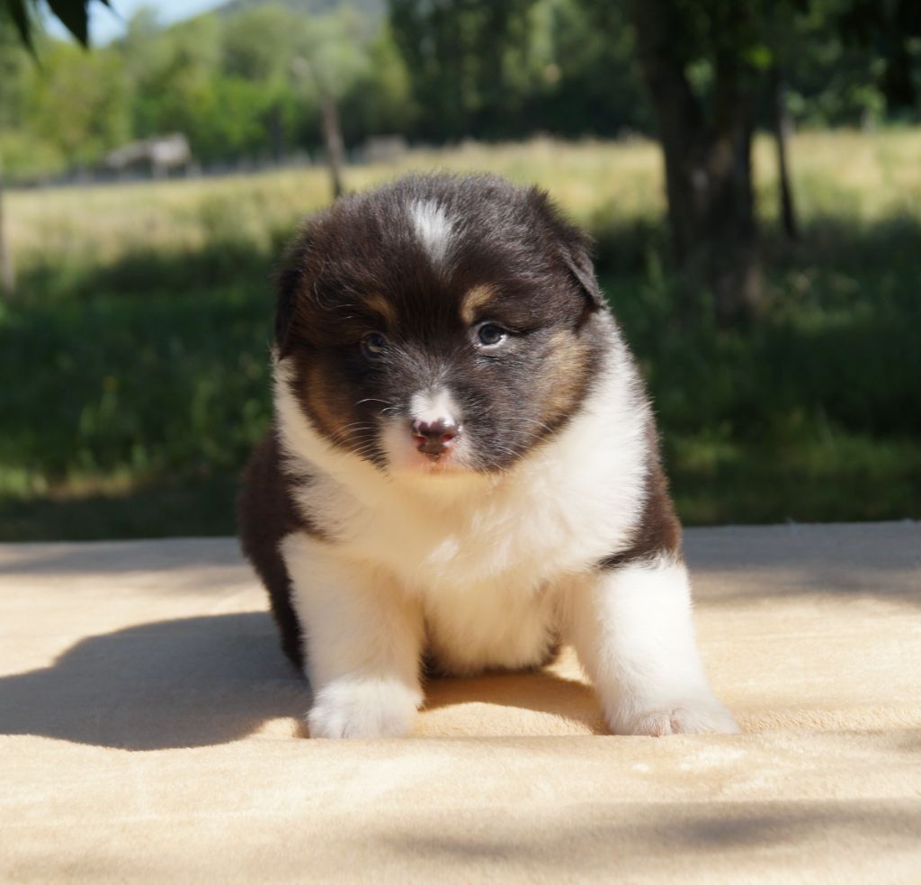 de la ferme de l'autre monde - Chiots disponibles - Berger Australien