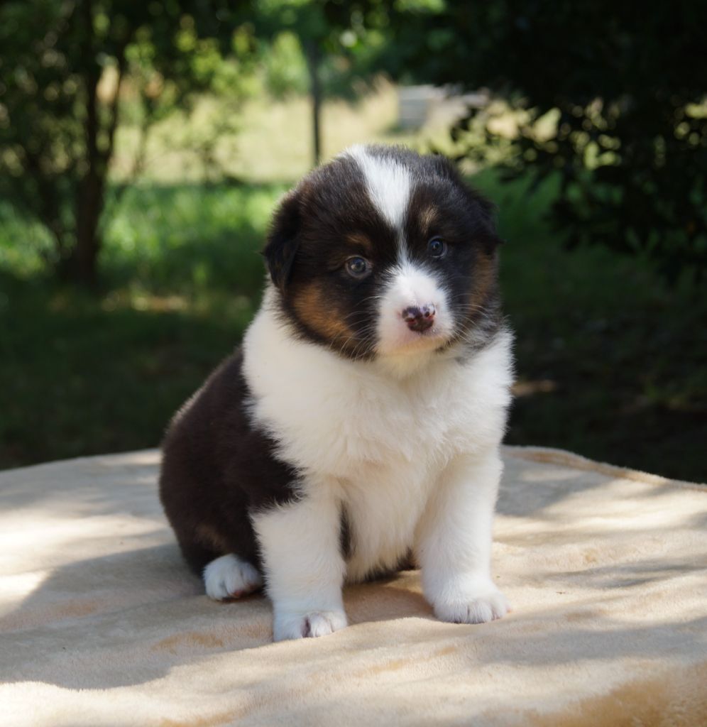 de la ferme de l'autre monde - Chiots disponibles - Berger Australien