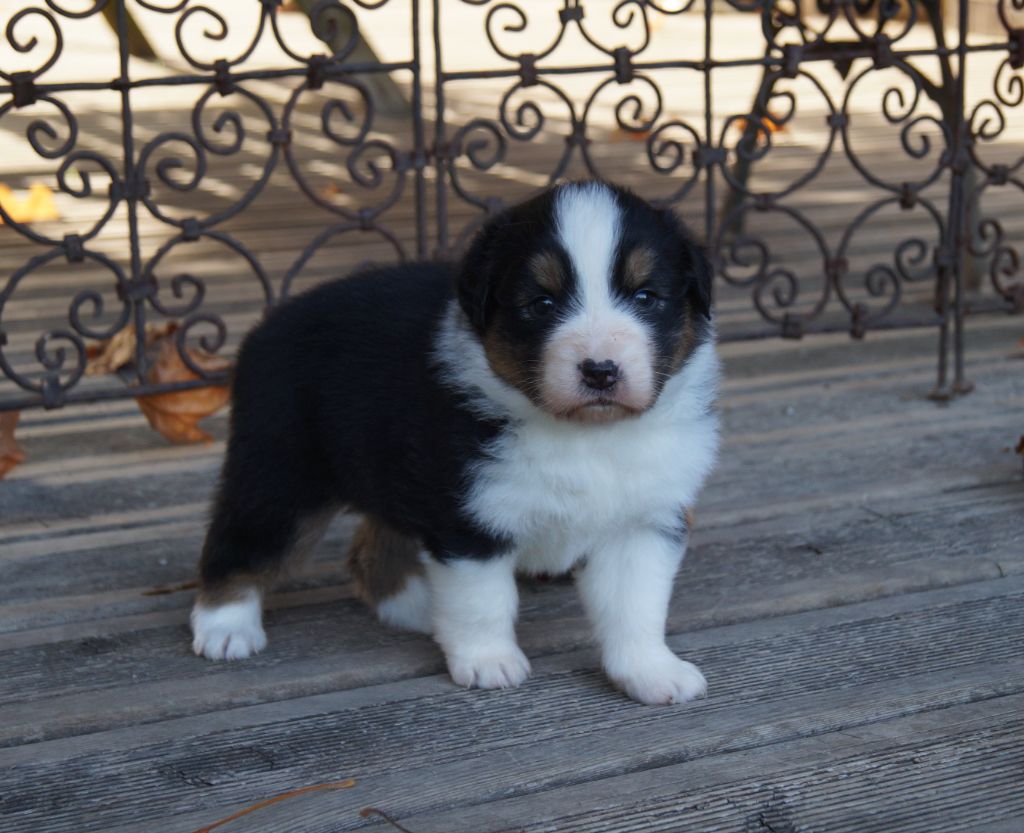 de la ferme de l'autre monde - Chiots disponibles - Berger Australien