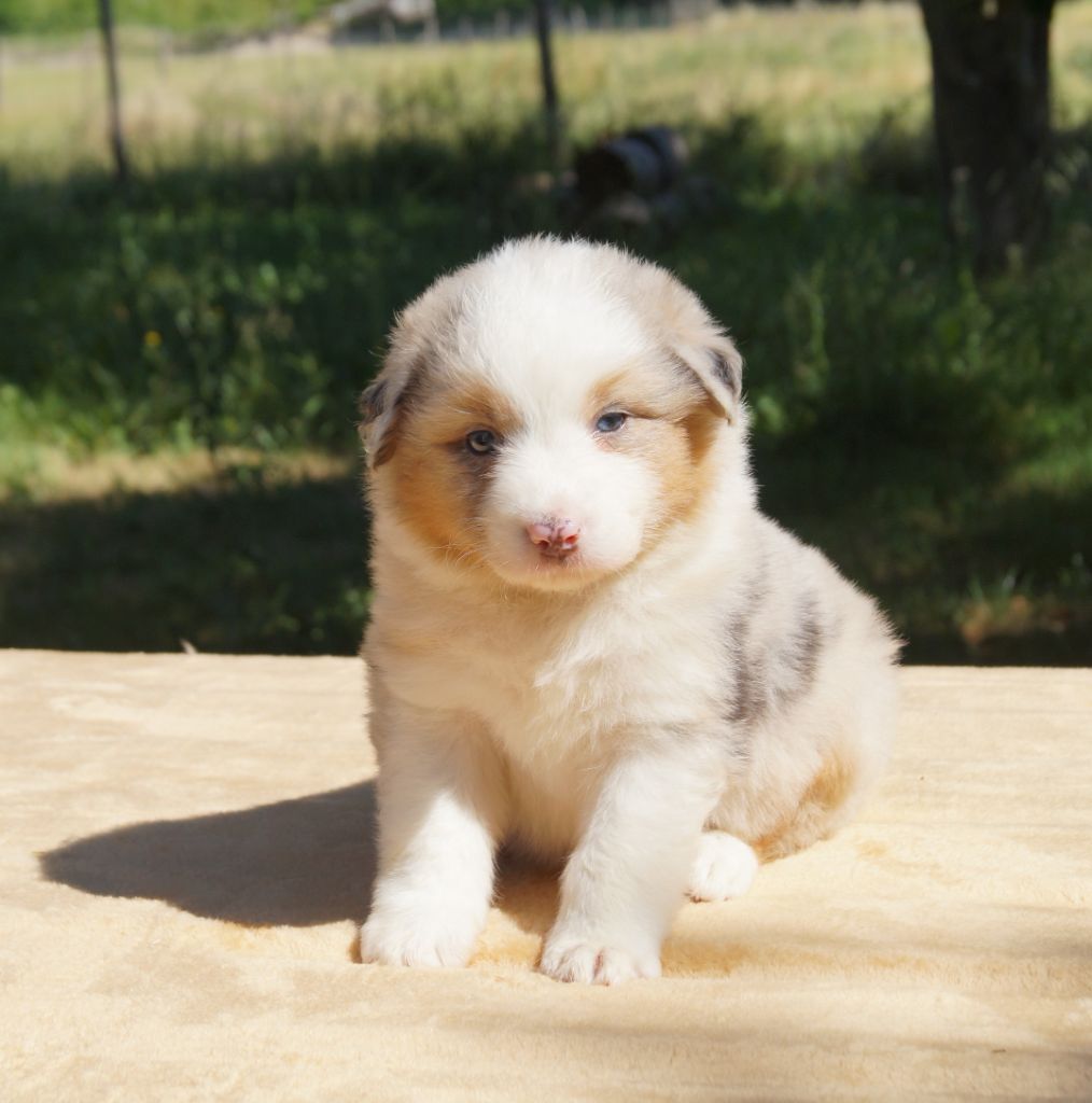 de la ferme de l'autre monde - Chiots disponibles - Berger Australien