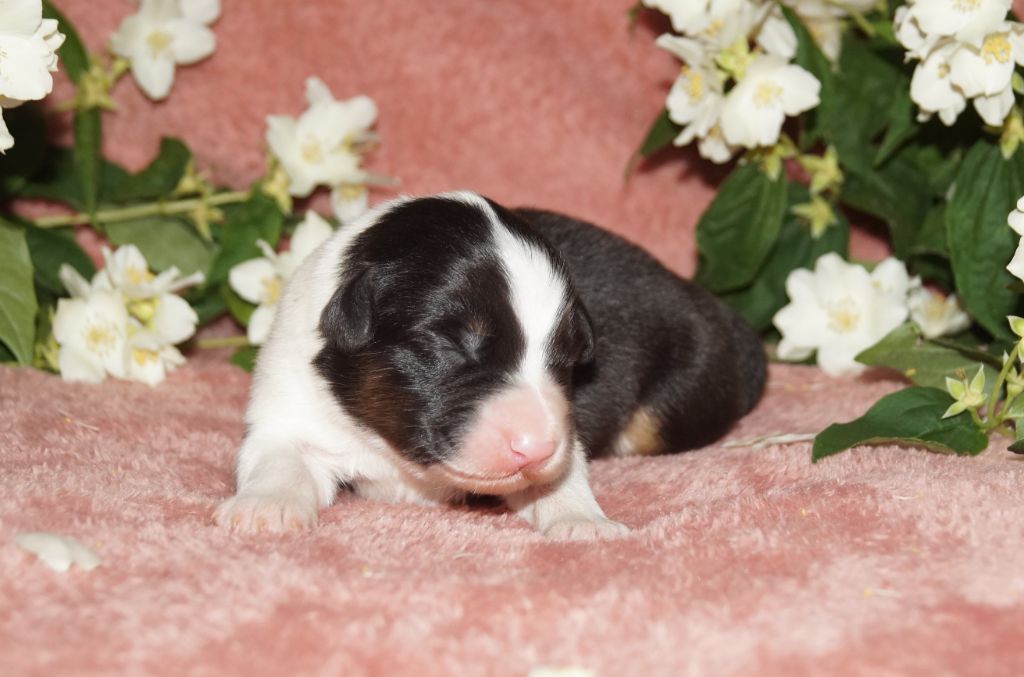 de la ferme de l'autre monde - Chiots disponibles - Berger Australien