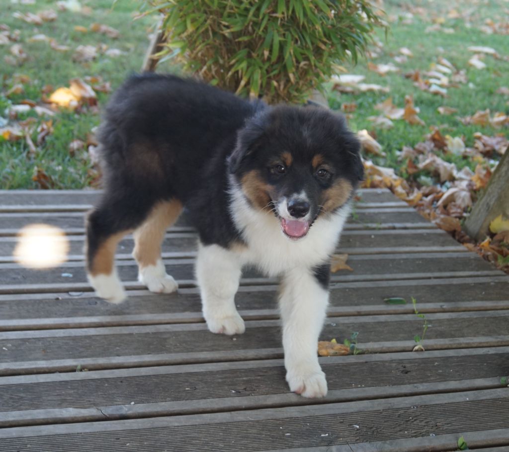 de la ferme de l'autre monde - Chiots disponibles - Berger Australien