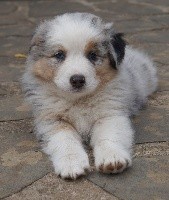 CHIOT