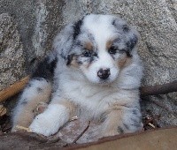 CHIOT