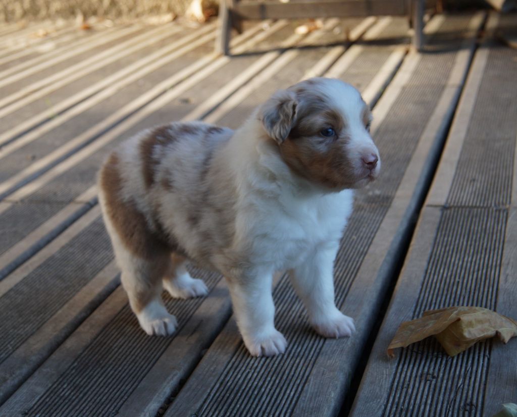 de la ferme de l'autre monde - Chiots disponibles - Berger Australien