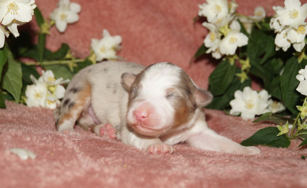 de la ferme de l'autre monde - Chiots disponibles - Berger Australien