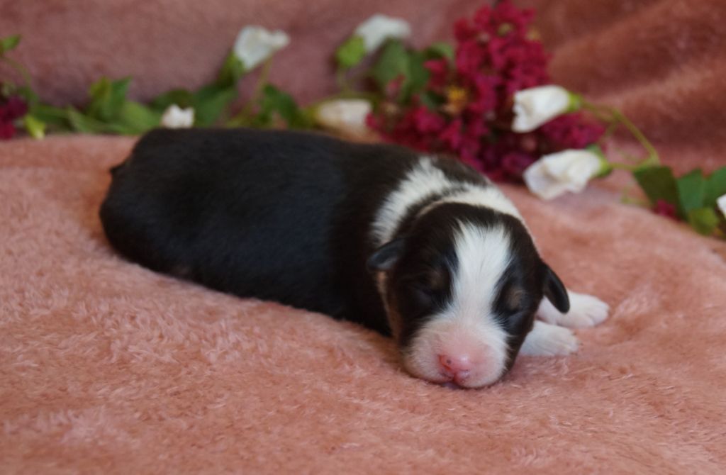 de la ferme de l'autre monde - Chiots disponibles - Berger Australien